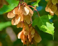 3do@9鍍Kl€綻KE梣?1的简单介绍