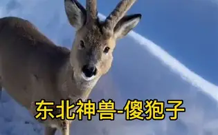 开云官网-piC傻漓?a?轈?>(不爱就算了pixxie)